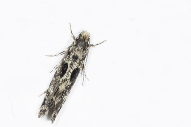 Micromoth - possibile id?